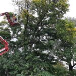 Grünauer Dienstleistungs OG - Baumkrone einkürzen