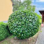 Grünauer Dienstleistungs OG - Heckenschneiden