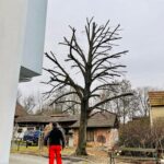 Grünauer Dienstleistungs OG - Baumkrone einkürzen