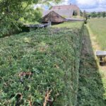 Grünauer Dienstleistungs OG - Heckenschneiden