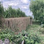 Grünauer Dienstleistungs OG - Heckenschneiden
