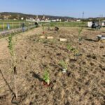 Grünauer Dienstleistungs OG - Obstbäume pflanzen